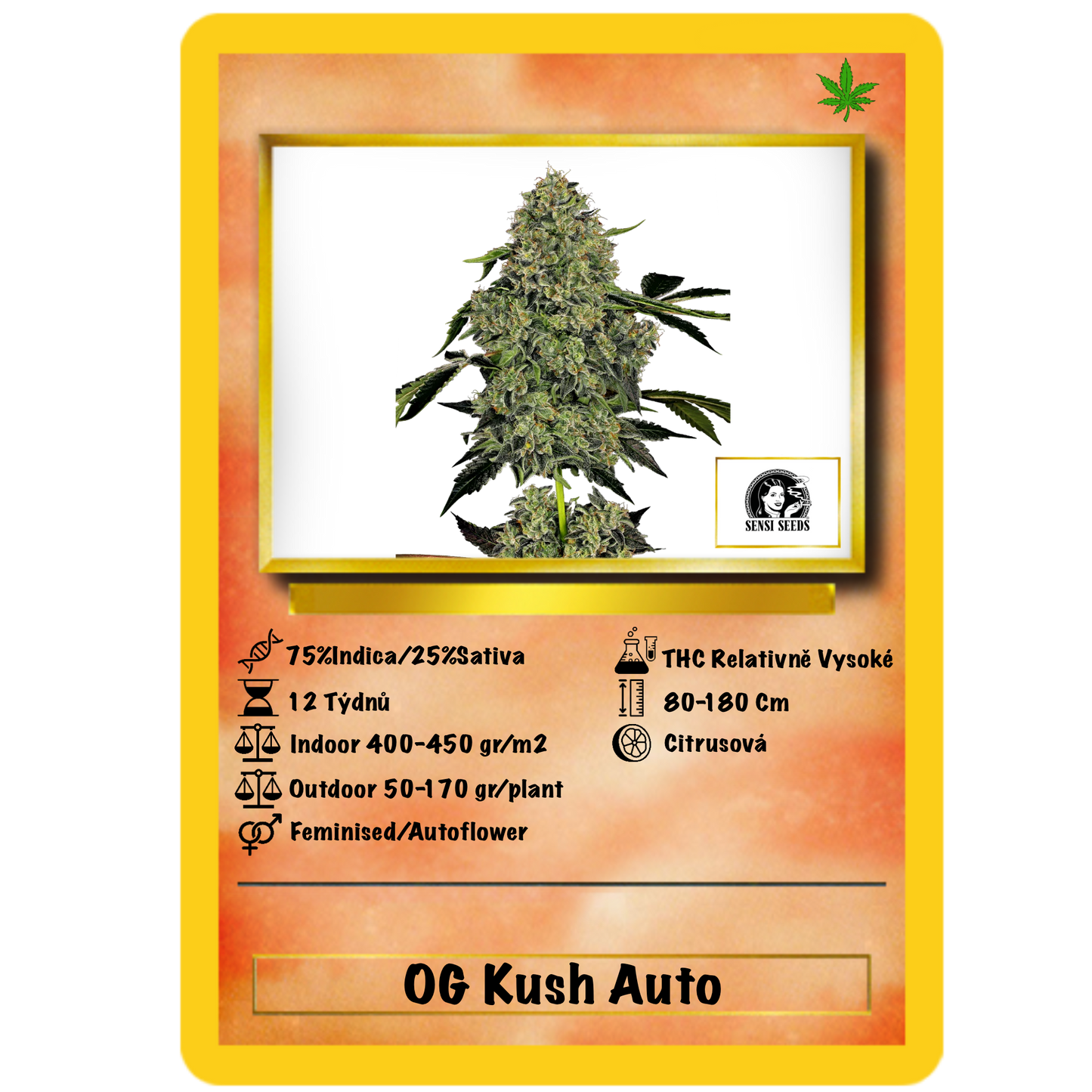 OG Kush Auto. Sensi Seeds
