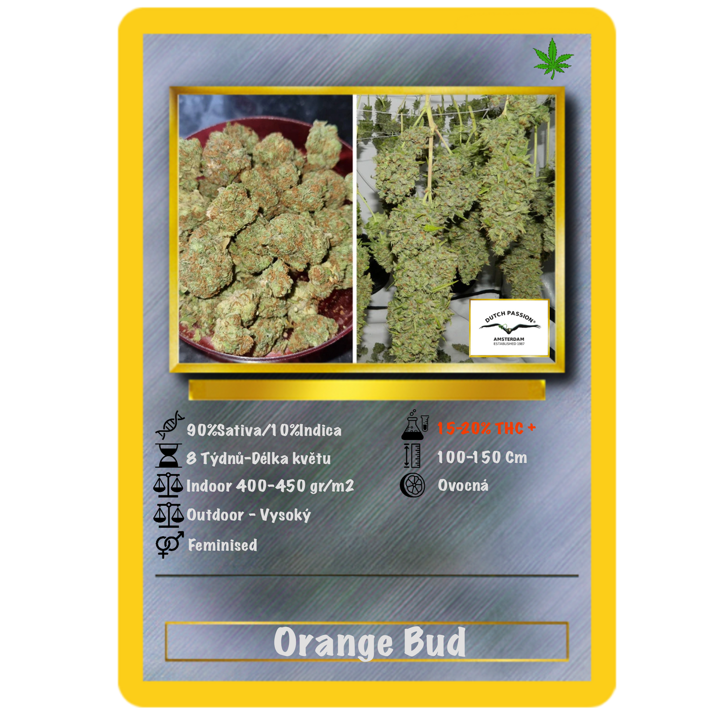Orange Bud Fem. Dutch Passion
