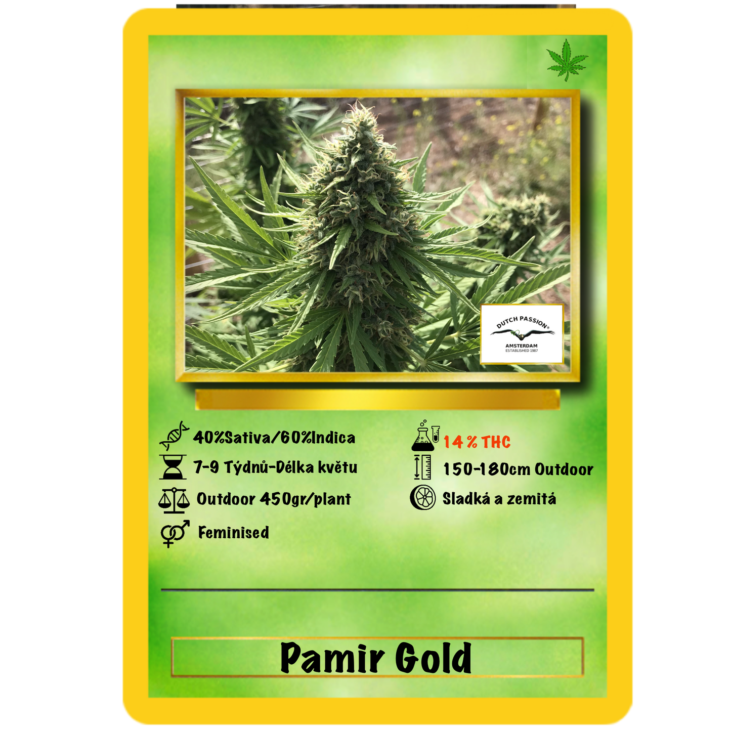 Pamir Gold .Fem Dutch Passion