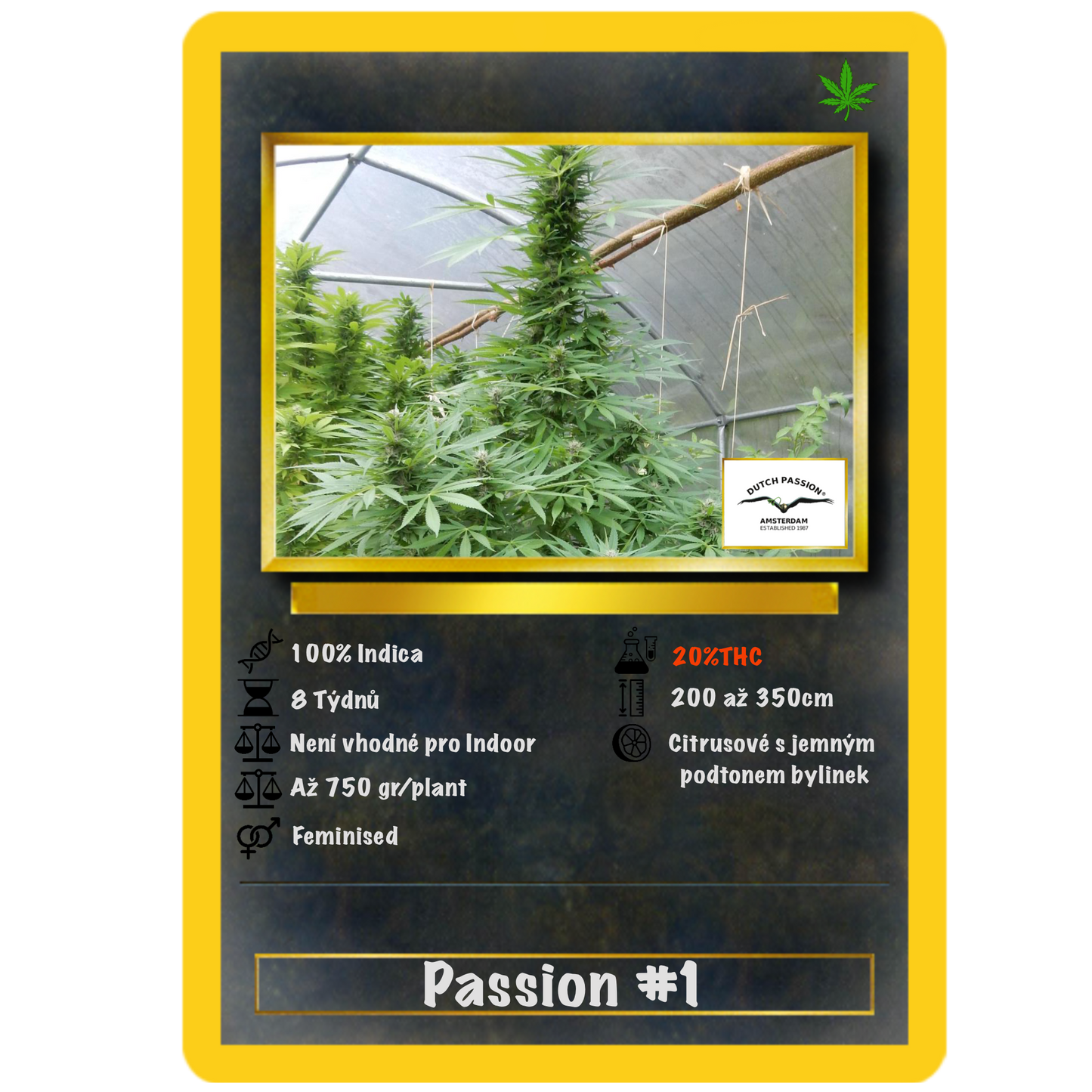Passion #1 .Fem Dutch passion