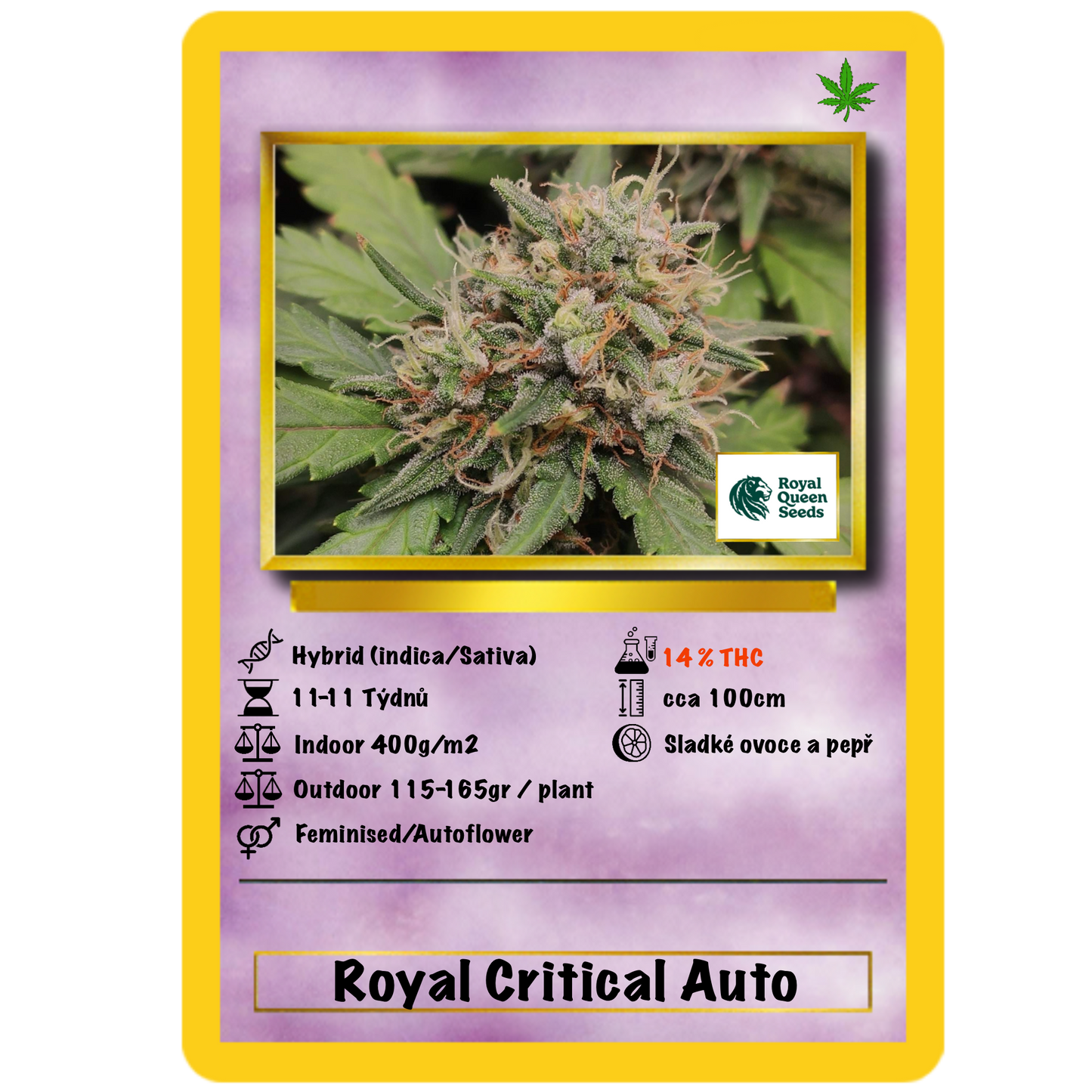 Royal Critical Auto. Royal Quean Seeds