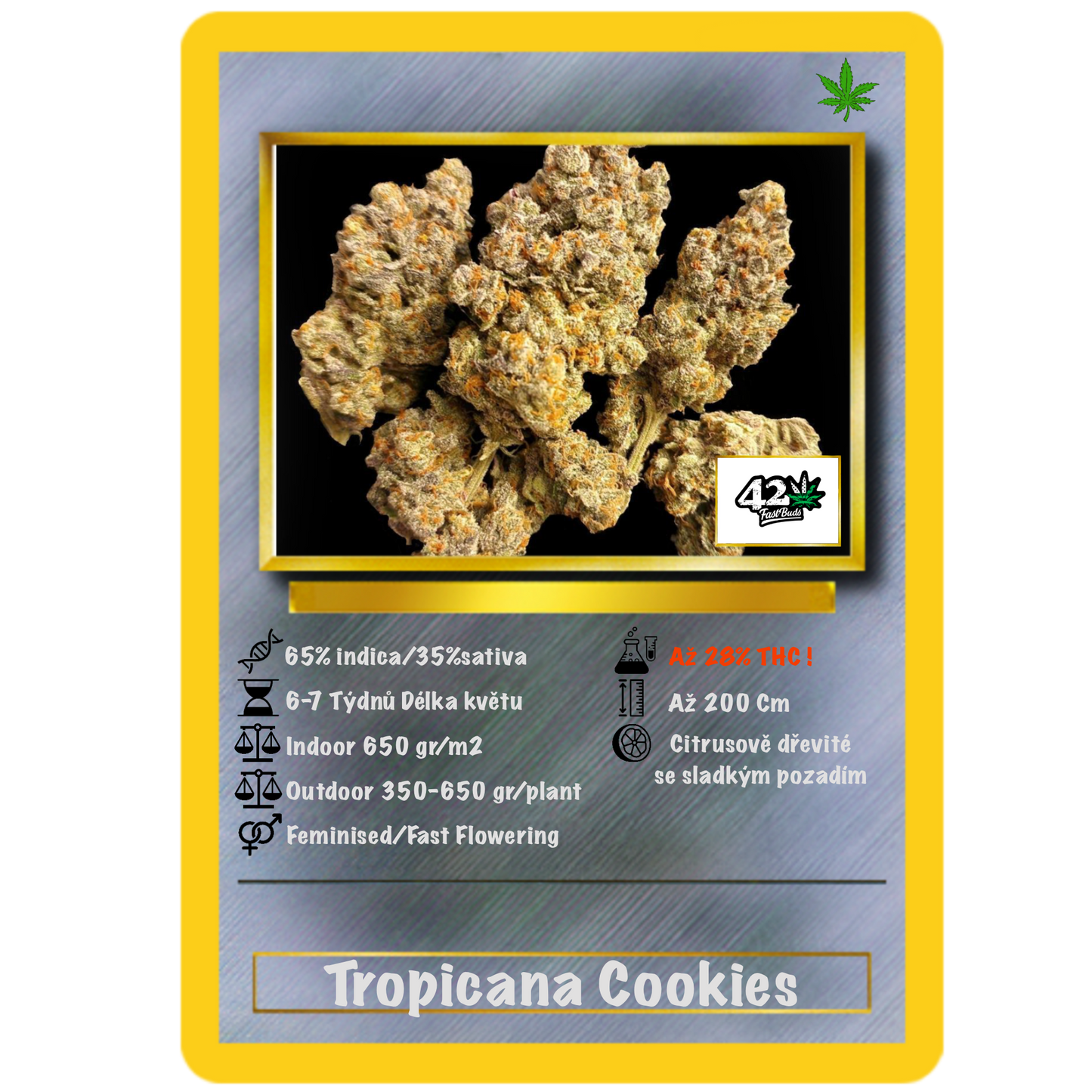 Tropicana Cookies .Fast&Fem Fast Buds Genetics