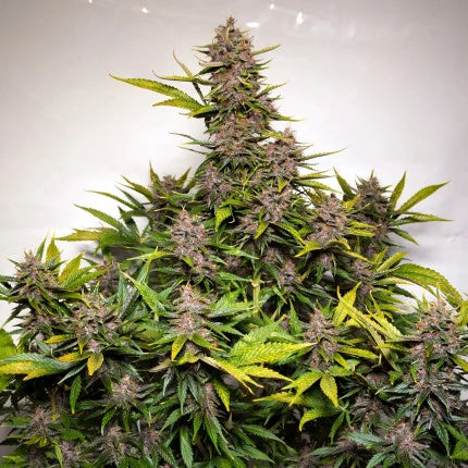 Forbidden Cherry Auto. Dutch Passion