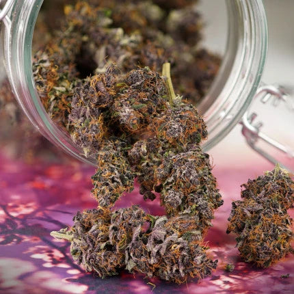 Forbidden Cherry Auto. Dutch Passion
