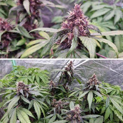 Forbidden Cherry Auto. Dutch Passion