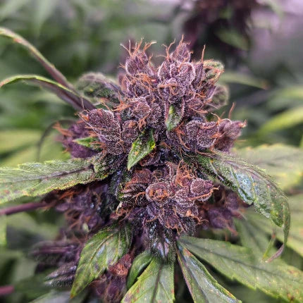 Forbidden Cherry Auto. Dutch Passion