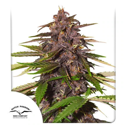 Forbidden Cherry Auto. Dutch Passion