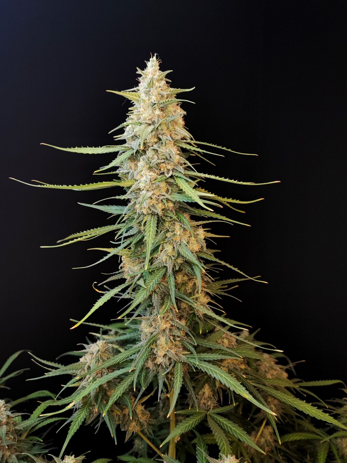 Sour Diesel Auto. Fast Buds Genetics