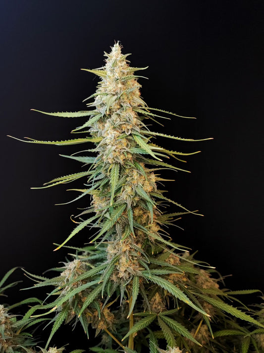 Sour Diesel Auto. Fast Buds Genetics