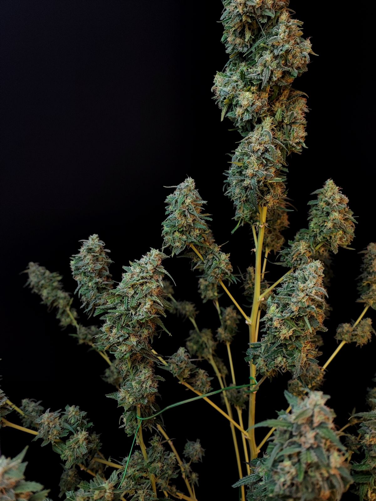 Sour Diesel Auto. Fast Buds Genetics