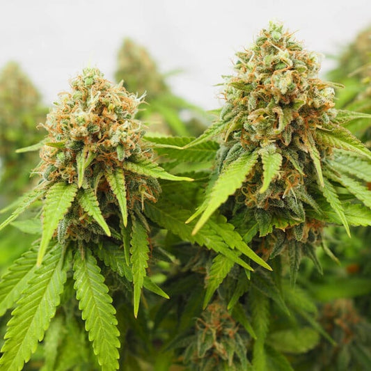 Critical Fem. Royal Queen Seeds