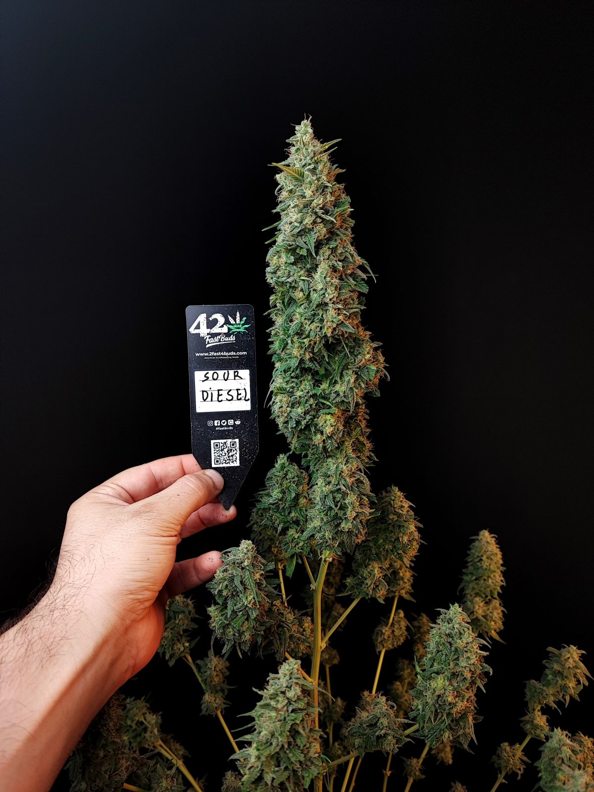 Sour Diesel Auto. Fast Buds Genetics