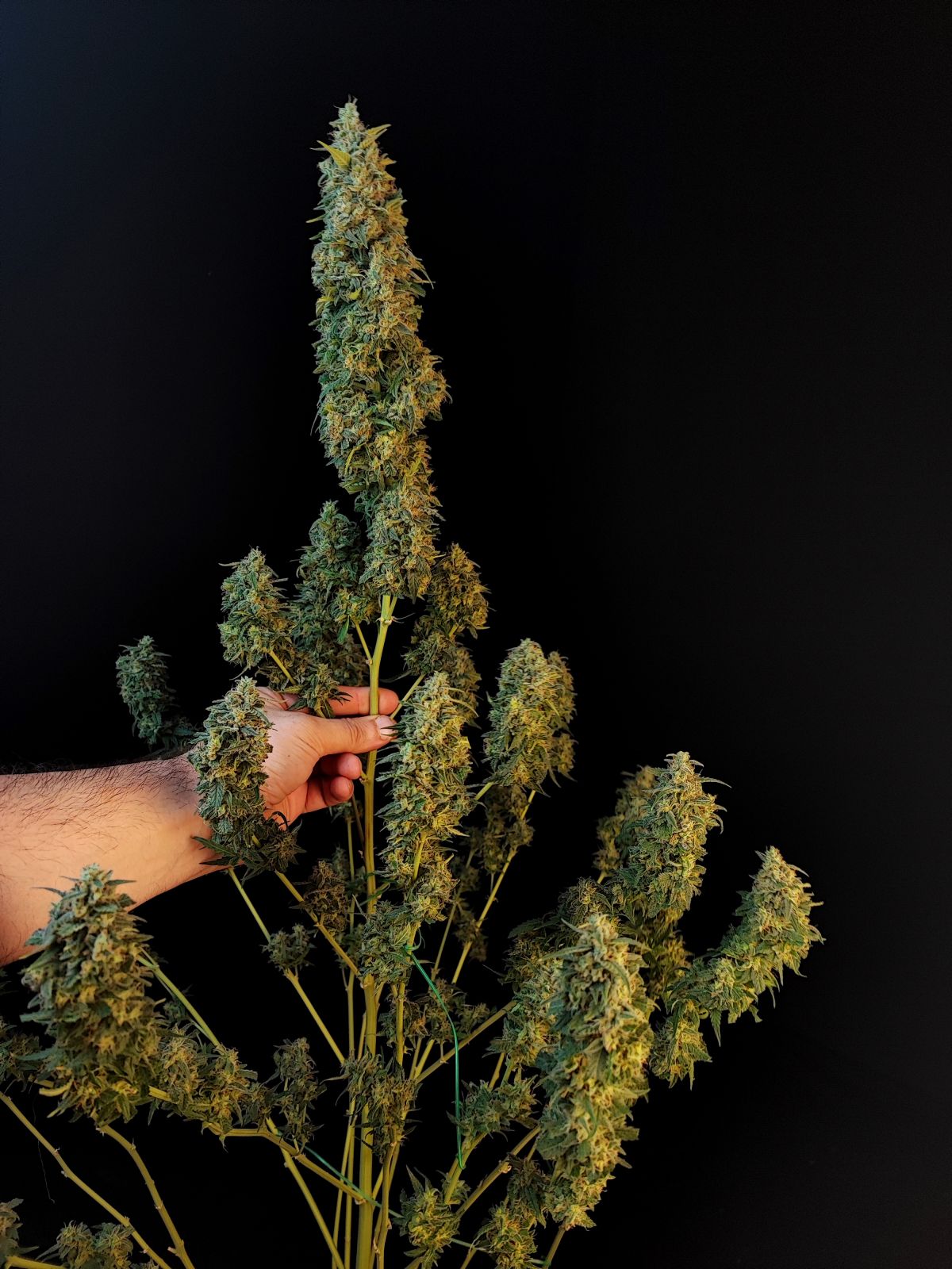 Sour Diesel Auto. Fast Buds Genetics