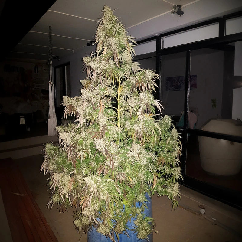 Durban Dew .Fem Dutch Passion