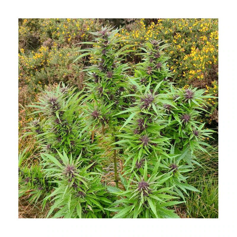 Durban Dew .Fem Dutch Passion