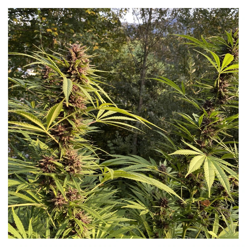 Durban Dew .Fem Dutch Passion
