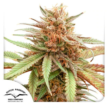 Durban Dew .Fem Dutch Passion