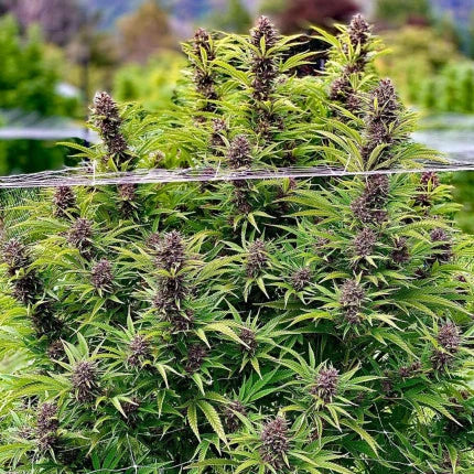 Frisian Dew .Fem Dutch Passion