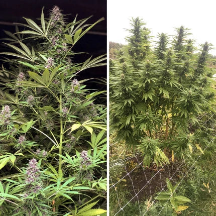 Frisian Dew .Fem Dutch Passion