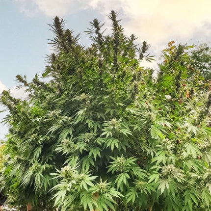 Frisian Dew .Fem Dutch Passion