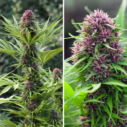 Frisian Dew .Fem Dutch Passion