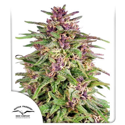 Frisian Dew .Fem Dutch Passion