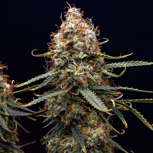Northen Lights Auto. Royal Queen Seeds