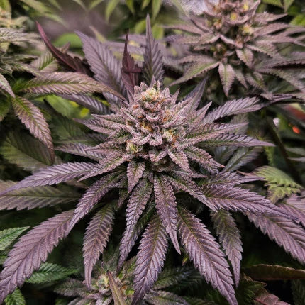 Orange Bud 2.0 .Fem Dutch Passion