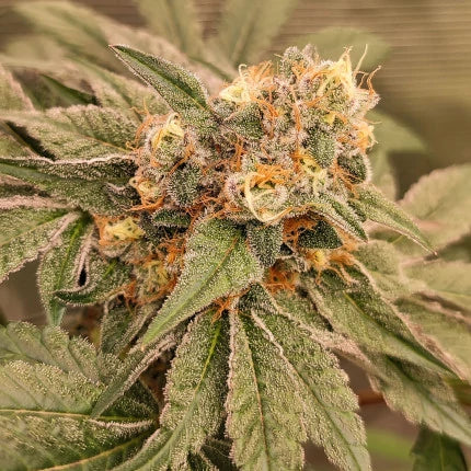 Orange Bud 2.0 .Fem Dutch Passion