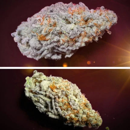 Orange Bud 2.0 .Fem Dutch Passion