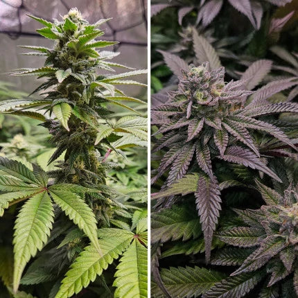Orange Bud 2.0 .Fem Dutch Passion
