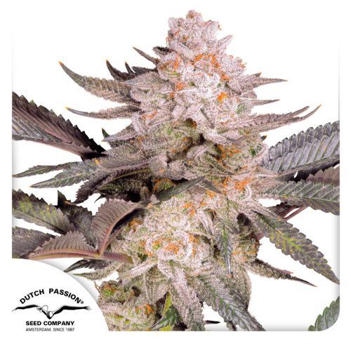 Orange Bud 2.0 .Fem Dutch Passion