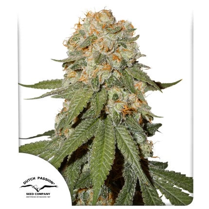 Orange Bud Fem. Dutch Passion