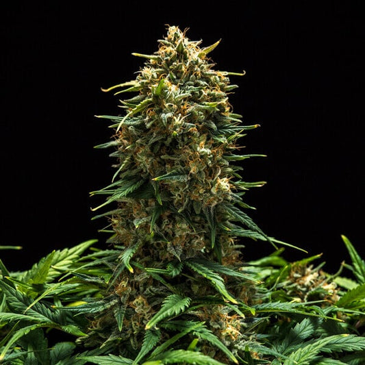 Sweet Skunk Auto. Royal Quean Seeds