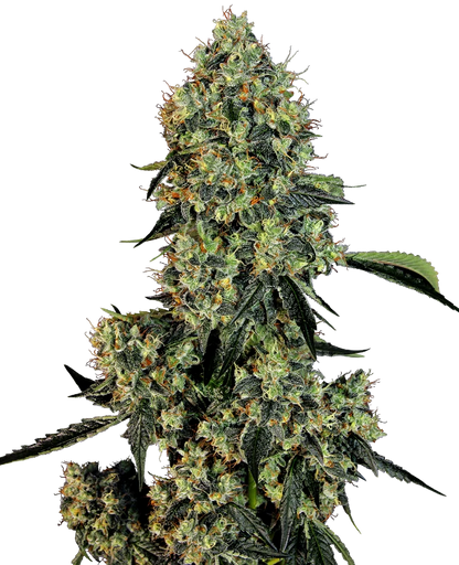 OG Kush Fem. Sensi Seeds