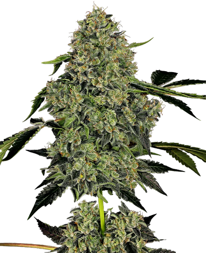 OG Kush Auto. Sensi Seeds