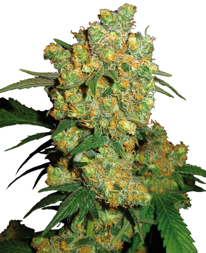 Big Bud .Fem Sensi Seeds