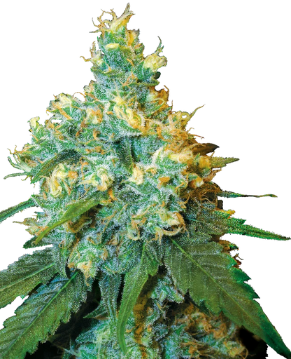 Jack Herer Fem. Sensi Seeds