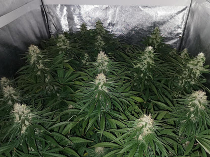 Jack Herer Fem. Sensi Seeds