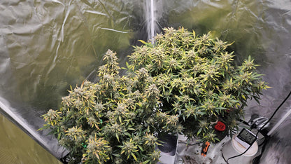 Northen Lights Auto. Royal Queen Seeds