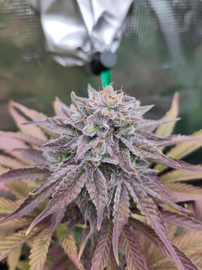 Sensi Amnesia XXL Auto. Sensi Seeds