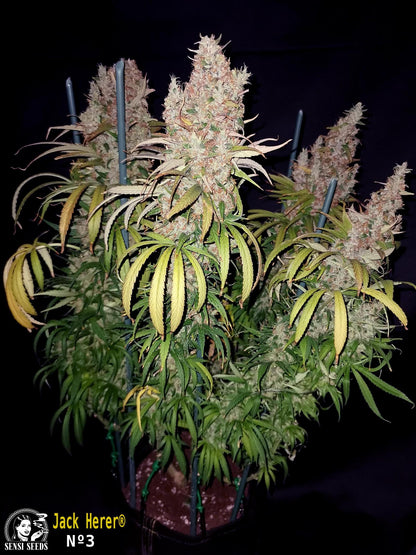 Jack Herer Fem. Sensi Seeds