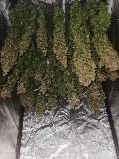 Jack Herer Fem. Sensi Seeds