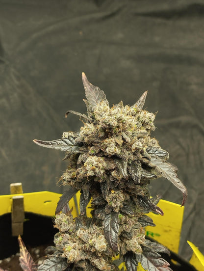 Royal Critical Auto. Royal Quean Seeds