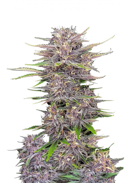 Banana Purple Punch Auto. Fast Buds Genetics