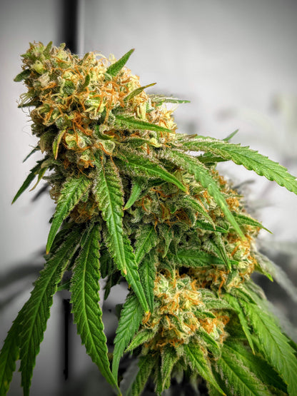 Critical Fem. Royal Queen Seeds