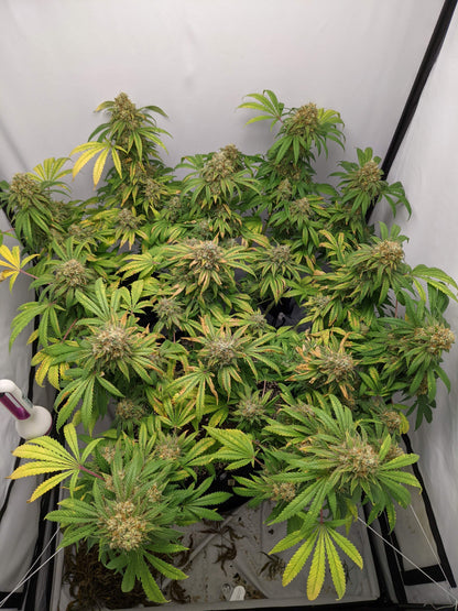 Critical Fem. Royal Queen Seeds