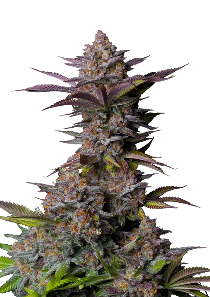 Tropicana Cookies .Fast&Fem Fast Buds Genetics