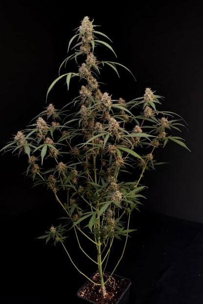 AK Auto. Fast Buds Genetics