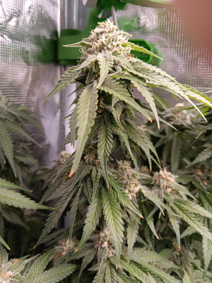 OG Kush Fem. Sensi Seeds